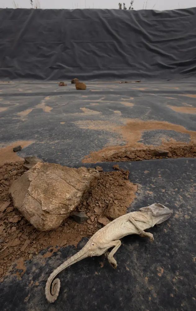 Caméléon commun mort dans un bassin de rétention d'eau, dont il n'a pas pu ressortir, Maroc