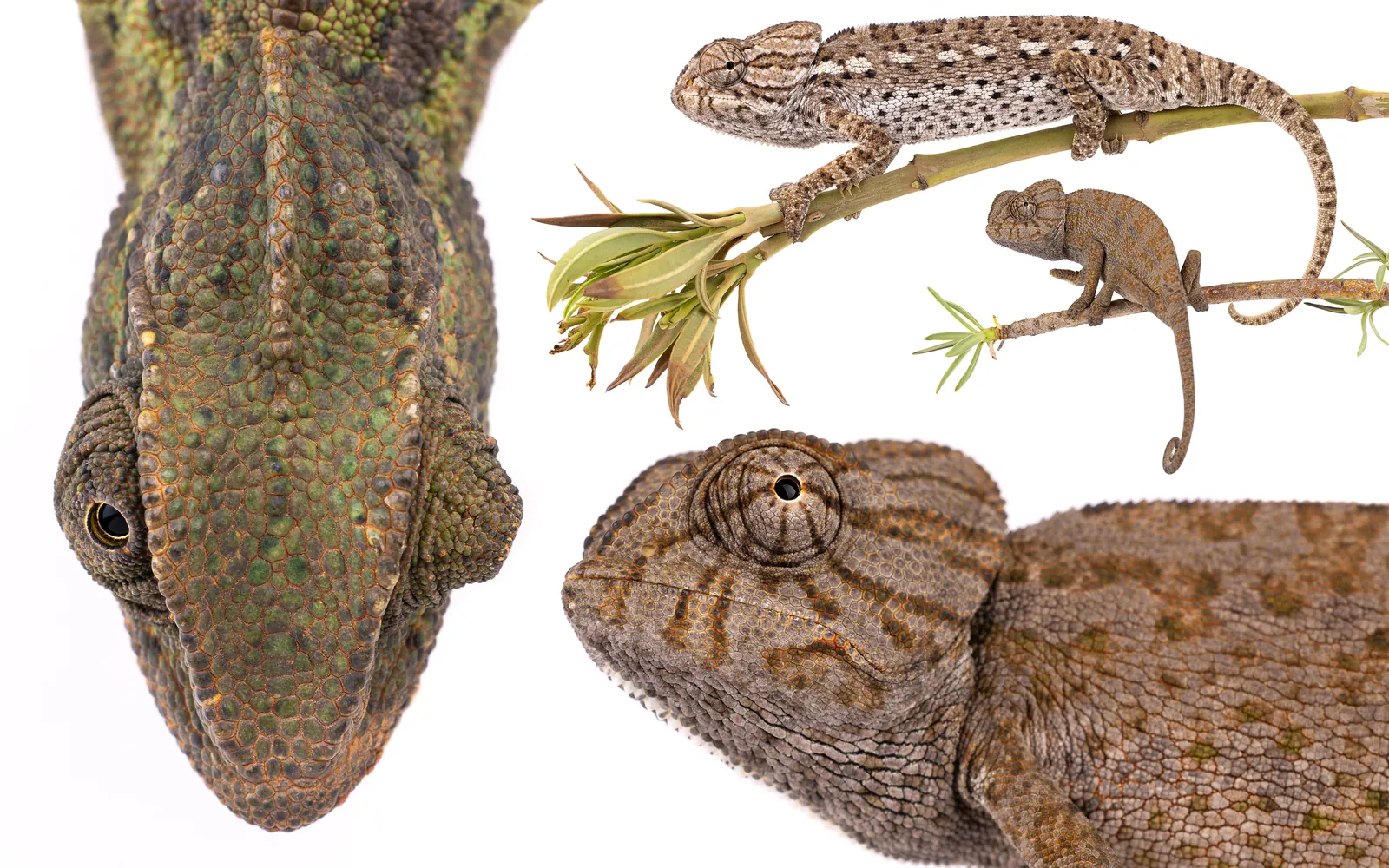 Caméléons communs (Chamaeleo chamaeleon) : la tête vue de dessus, des individus sur des branches et un portrait mettant en avant la paupière circulaire qui recouvre l'œil, Maroc