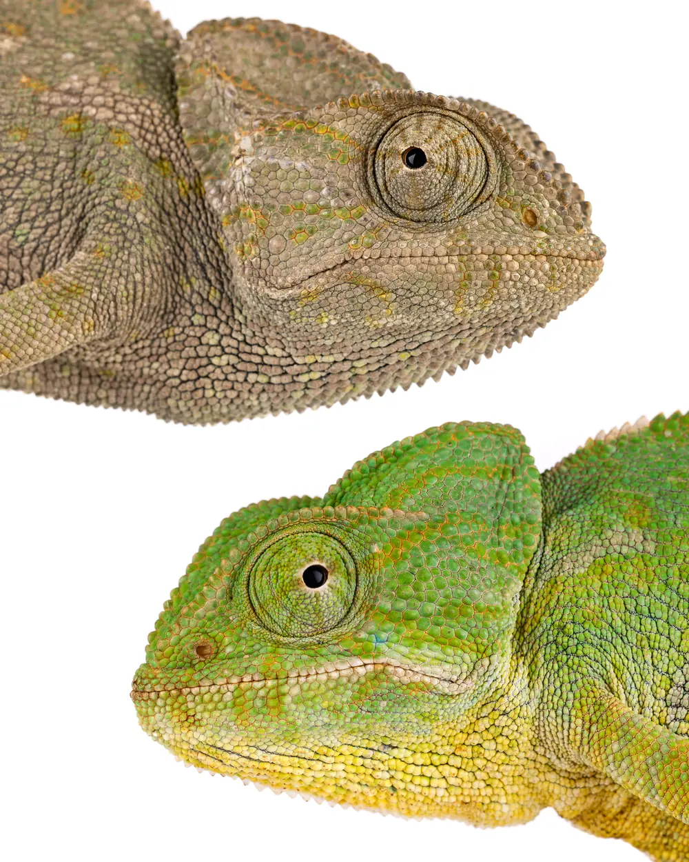 Deux Caméléons communs (Chamaeleo chamaeleon) montrant l'éventail des couleurs de l'espèce, du brun grisâtre au vert vif, Maroc