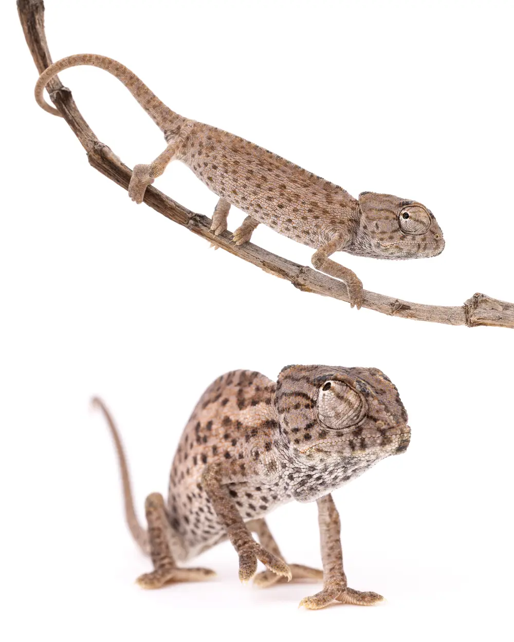 Jeune Caméléon commun (Chamaeleo chamaeleon) de quelques centimètres seulement, sur une branche et au sol, Maroc