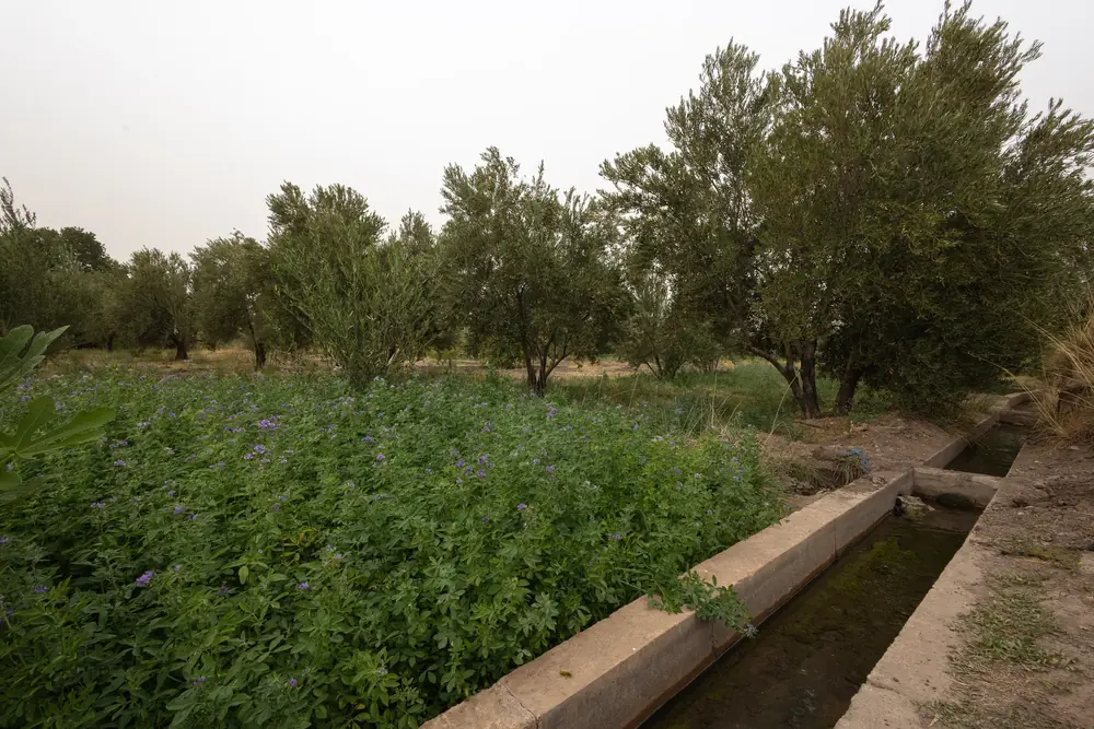 Habitat du Caméléon commun : oliveraie et champs en zone rurale agricole, entre Ouarzazate et Tinghir, Maroc