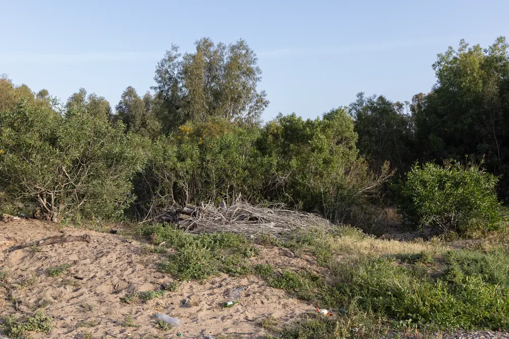 Habitat du Caméléon commun : abords d'une zone urbaine côtière, entre eucalyptus, arbustes et déchets, Maroc