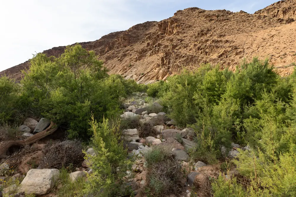 Habitat du Caméléon commun : lit de rivière à la végétation dense, au sud de Guelmim, Maroc