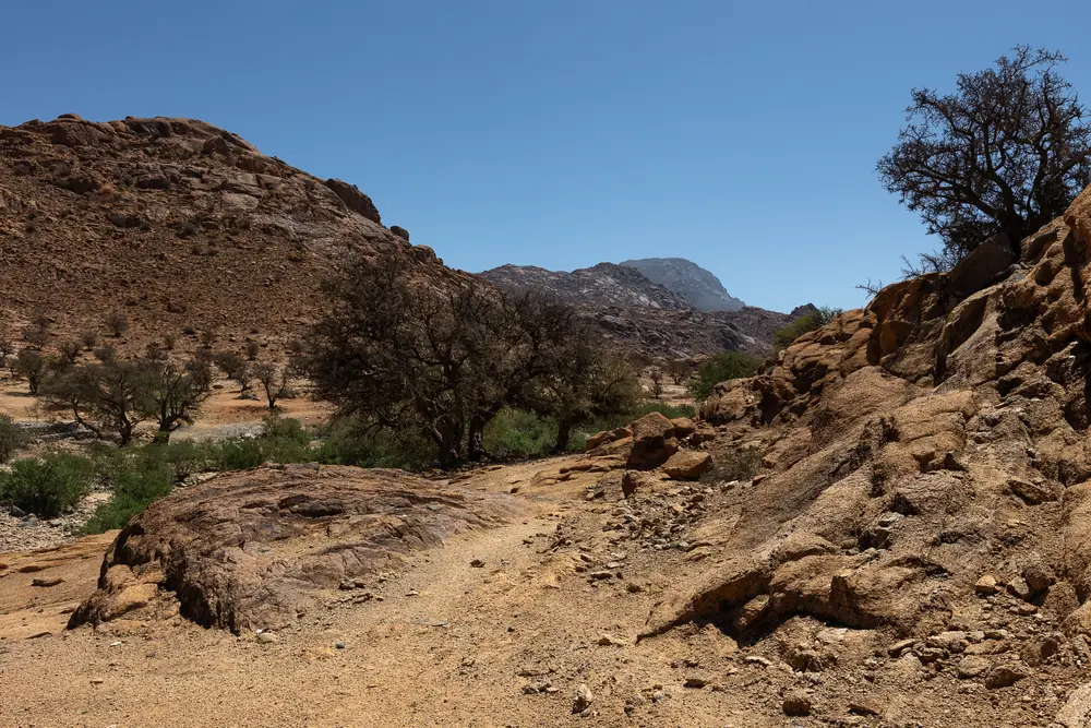 Habitat du Caméléon commun : lit de rivière asséché dans l'Anti-Atlas, vers Tafraoute, Maroc