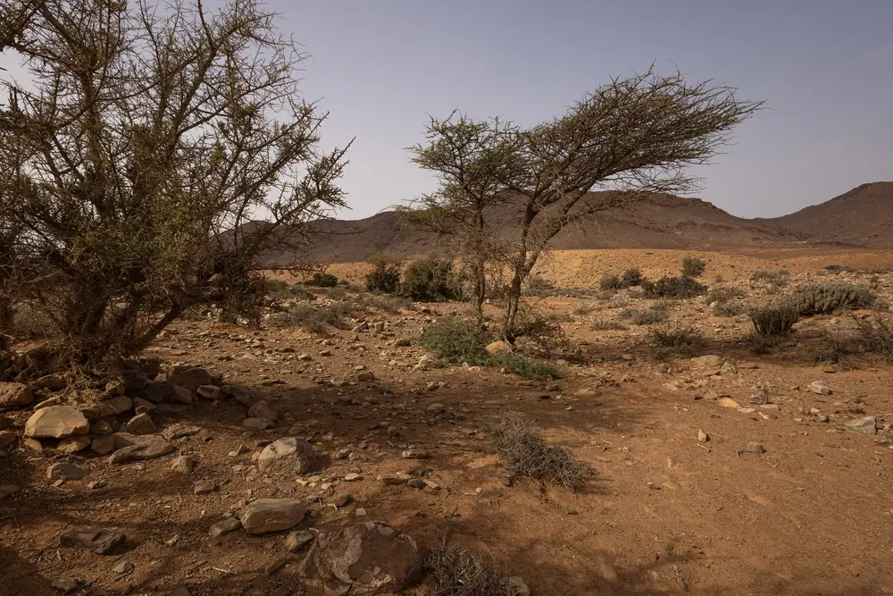 Habitat du Caméléon commun : plaine caillouteuse aux rares euphorbes et arbustes, Maroc