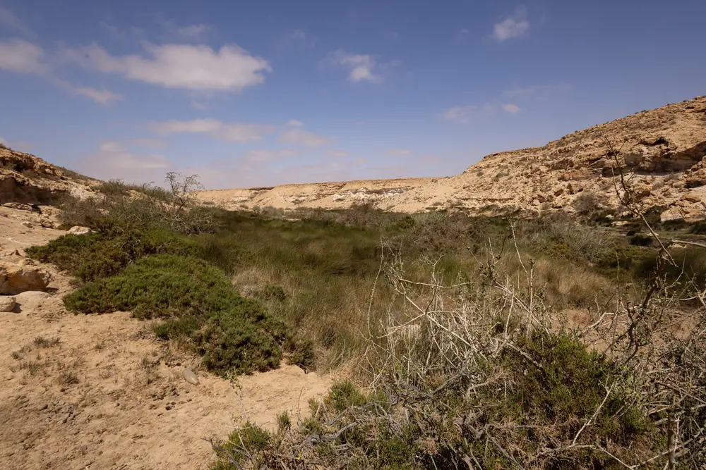 Habitat du Caméléon commun : bord d'une dépression contenant encore un peu d'humidité dans un environnement autrement très sec, aux portes du Sahara, Maroc