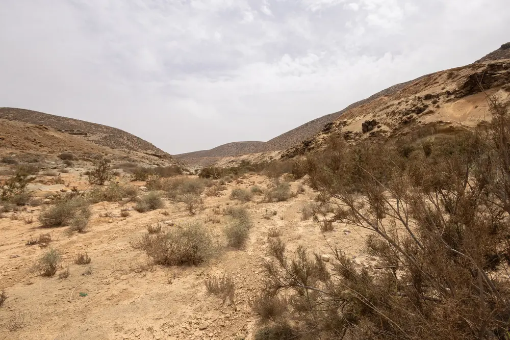 Habitat du Caméléon commun : lit de rivière partiellement asséché au bord de la mer, entre Sidi Ifni et Plage Blanche, Maroc