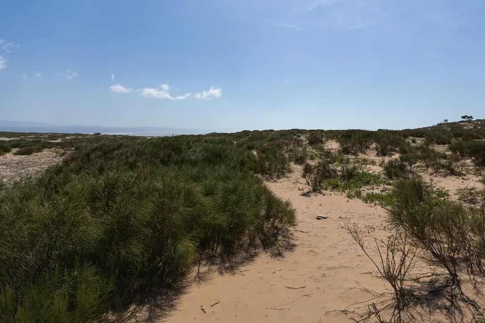 Habitat côtier du Caméléon commun, presque exclusivement fait de buissons, aux environs d'Essaouira, Maroc