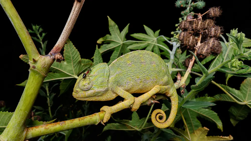 Caméléon commun (Chamaeleo chamaeleon) adulte endormi sur une branche, la nuit, Maroc