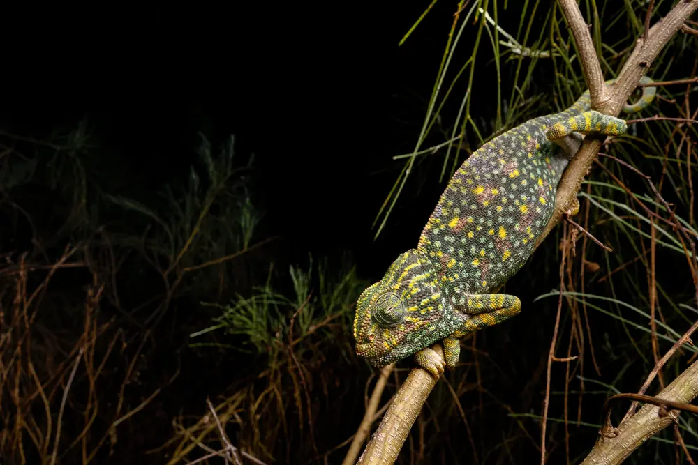 Caméléon commun (Chamaeleo chamaeleon) adulte endormi sur une branche, la nuit, Maroc