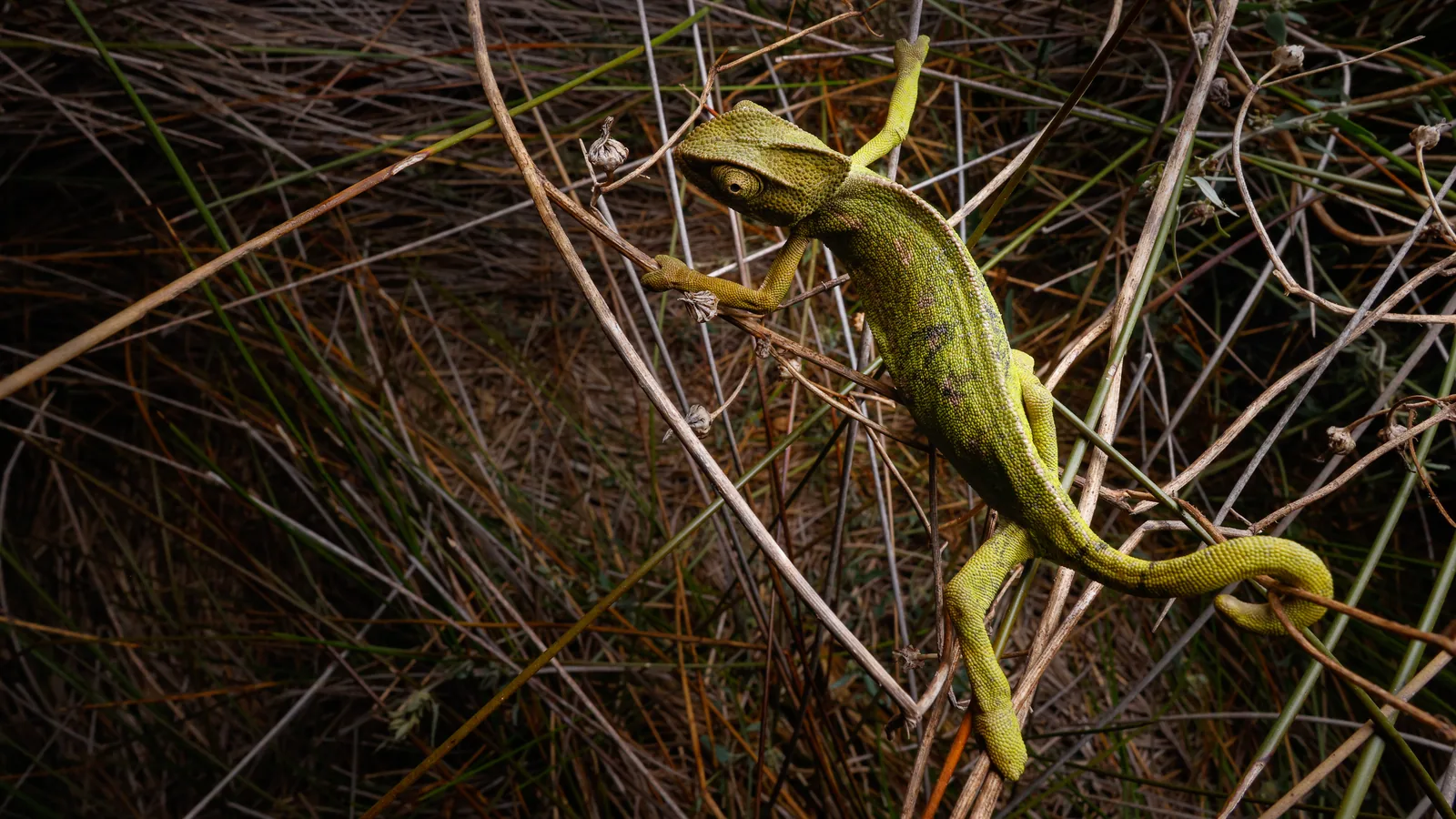 الحرباء المتوسطية (Chamaeleo chamaeleon) تتسلّق سيقان الأعشاب الجافة، المغرب