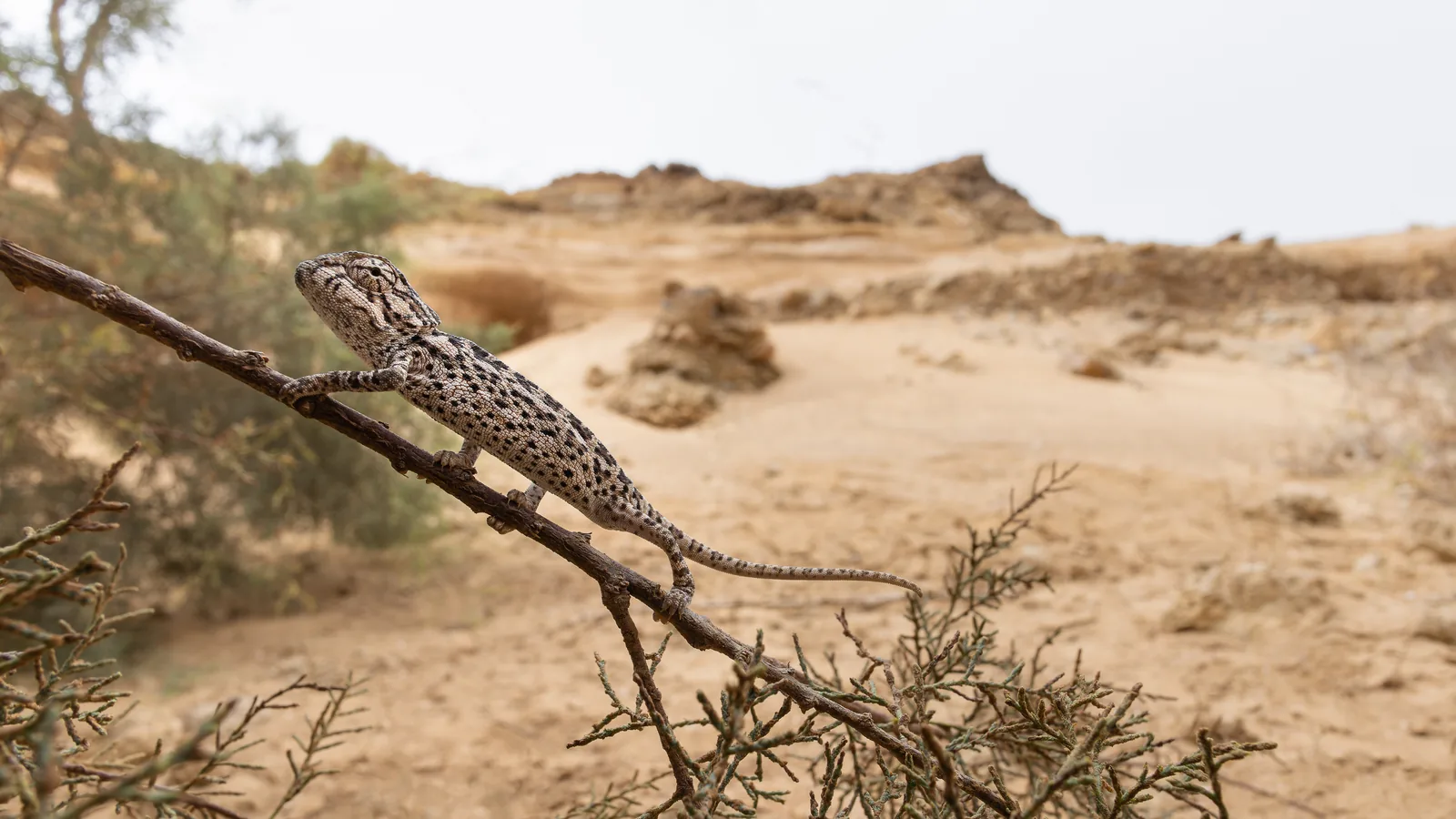 الحرباء المتوسطية (Chamaeleo chamaeleon) على غصن شجيرة في منظر جاف ورملي، المغرب
