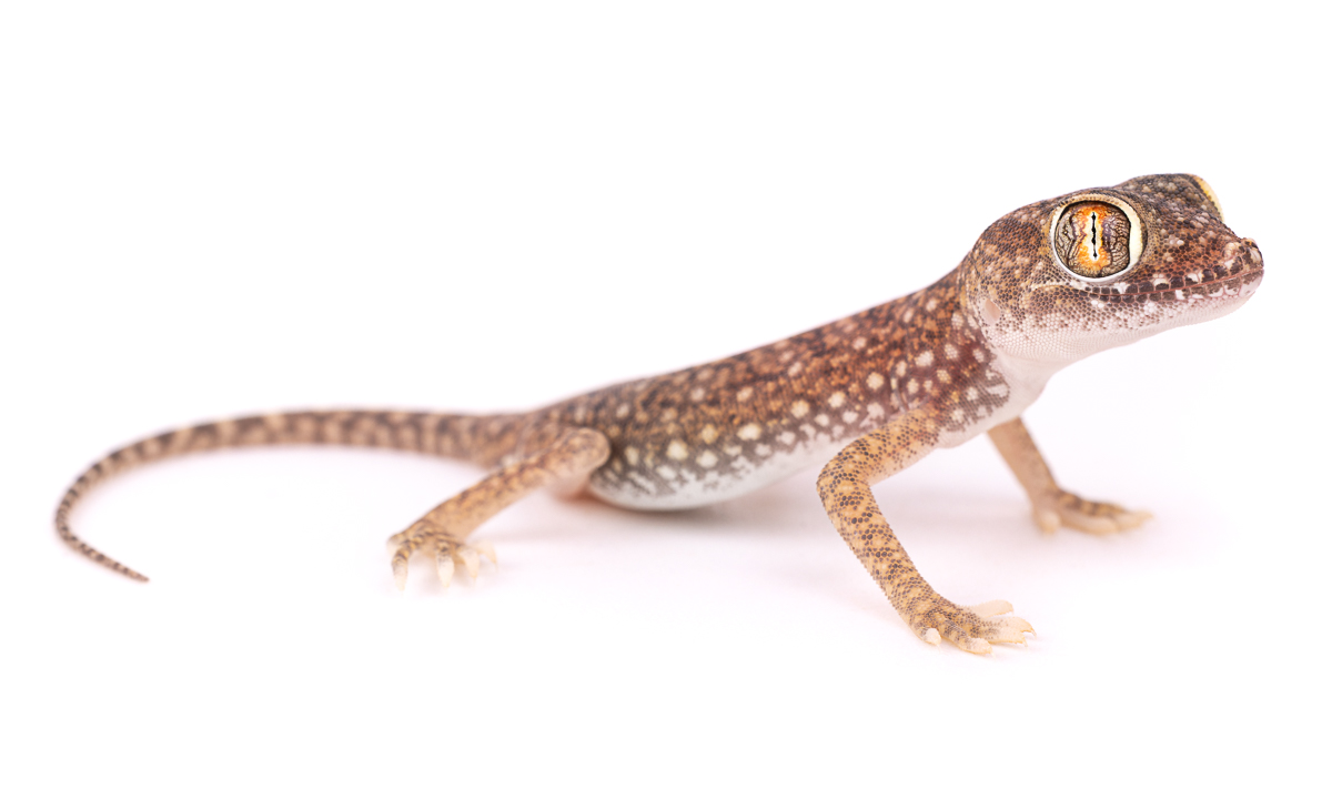 Gekkonidae Common Geckos Morocco - Gecko Family