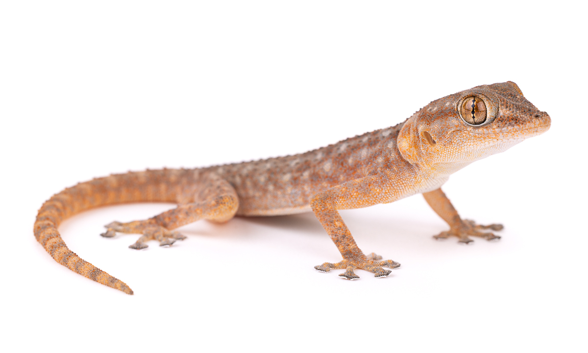 Phyllodactylidae Leaf-toed Geckos Morocco - Phyllodactylid Family