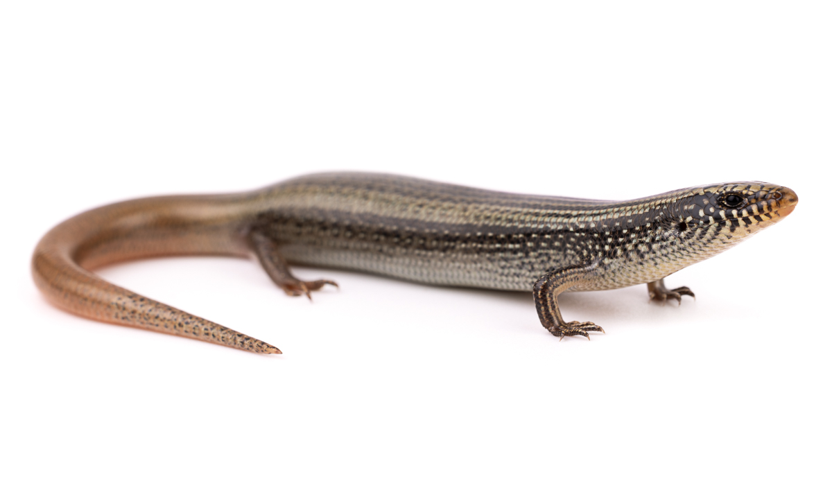 Scincidae Skinks Morocco - Skink Family