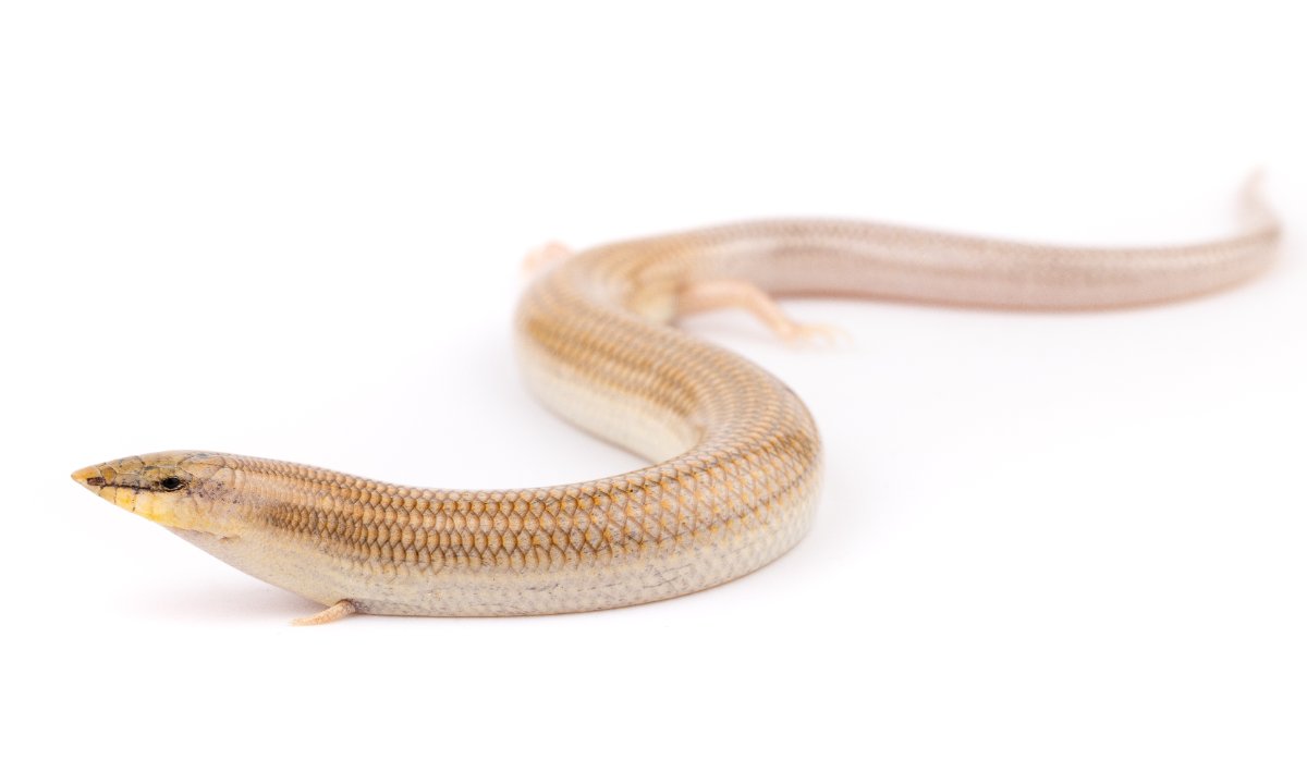 Chalcides boulengeri