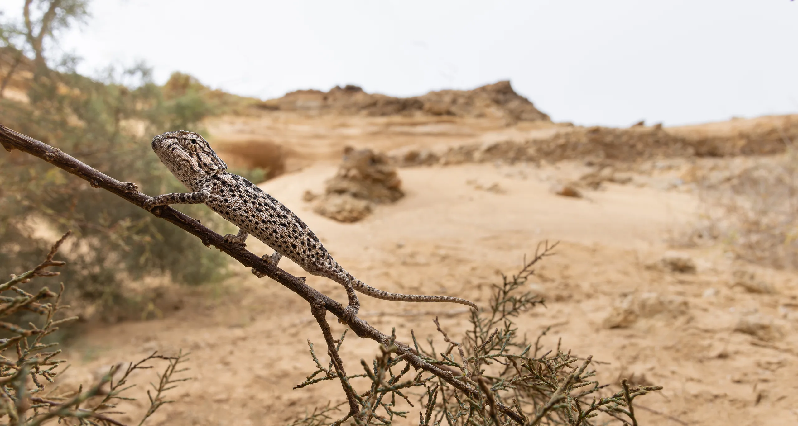 الحرباء الشائعة (Chamaeleo chamaeleon)، المغرب