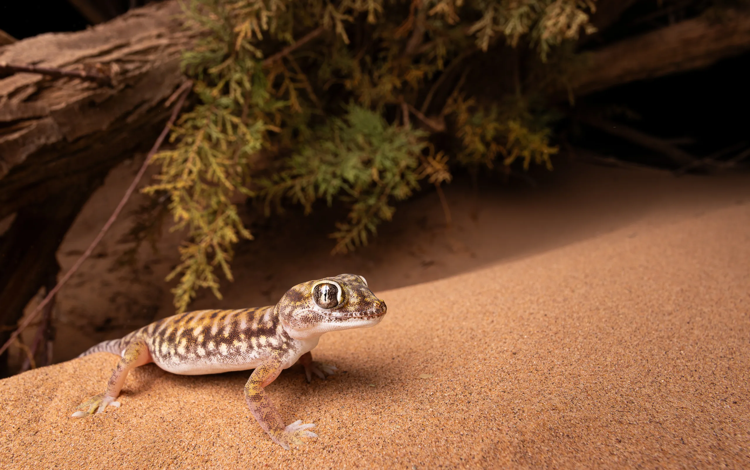 وزغة الرمال (Stenodactylus petrii)، المغرب