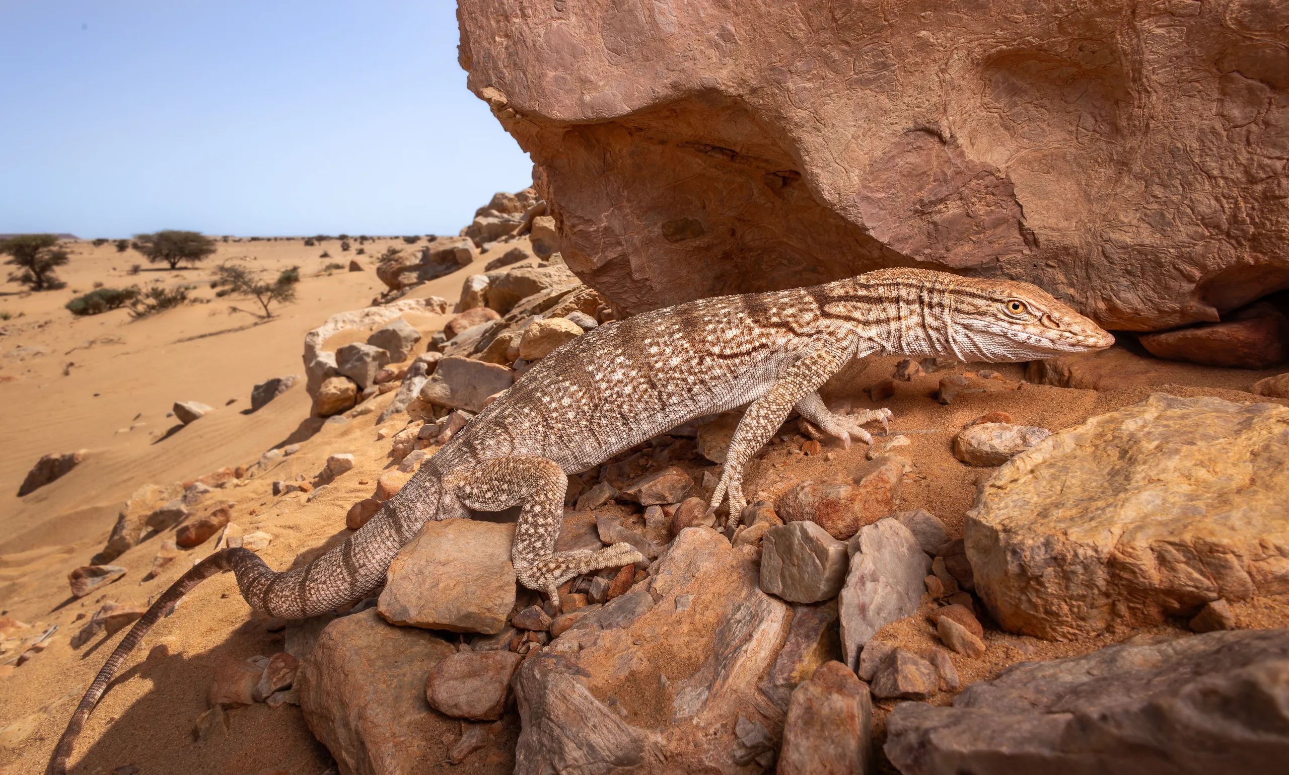 ورل الصحراء (Varanus griseus)، المغرب
