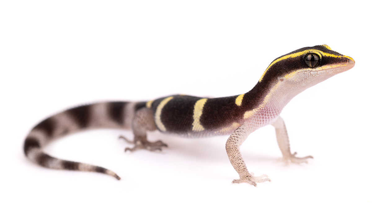 Sphaerodactylidae Dwarf Geckos Morocco - Sphaerodactylid Family