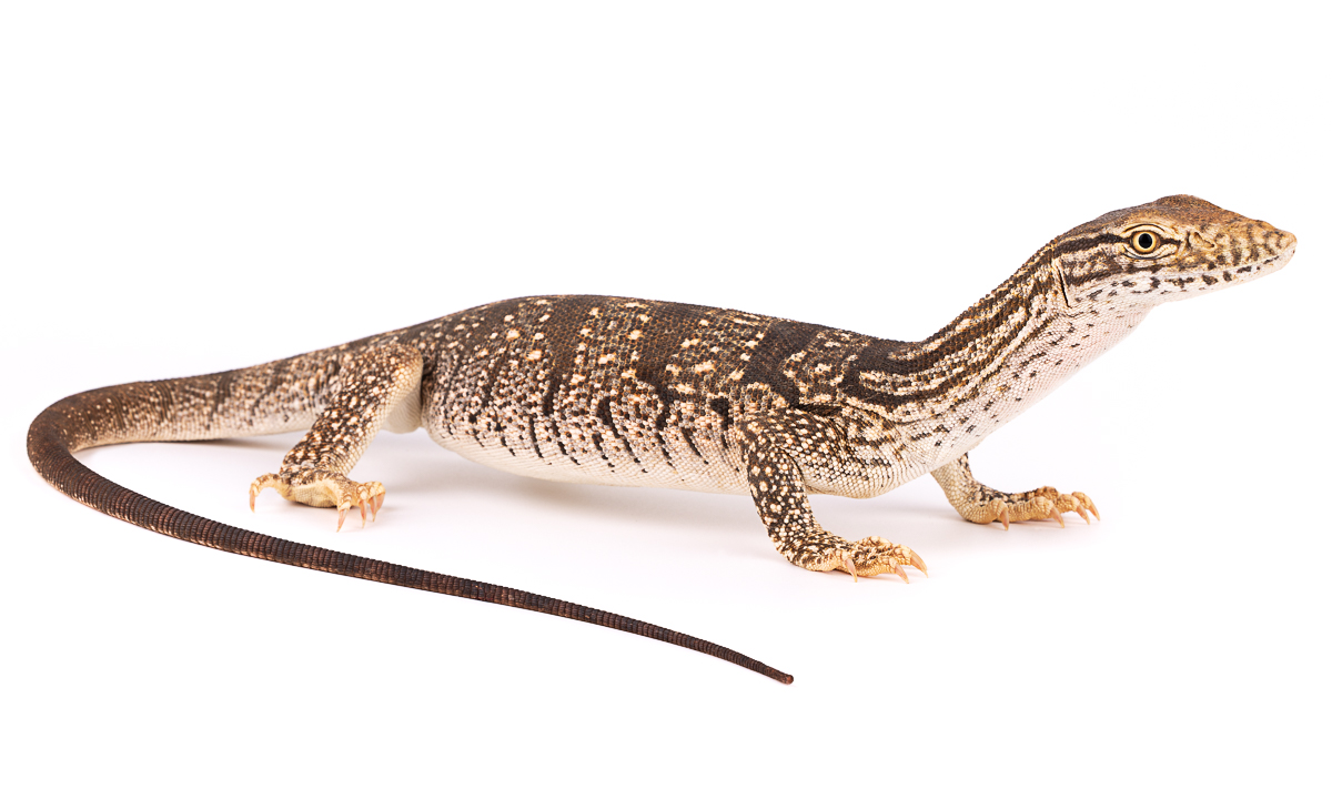 Varanidae Monitor Lizards Morocco - Monitor Family