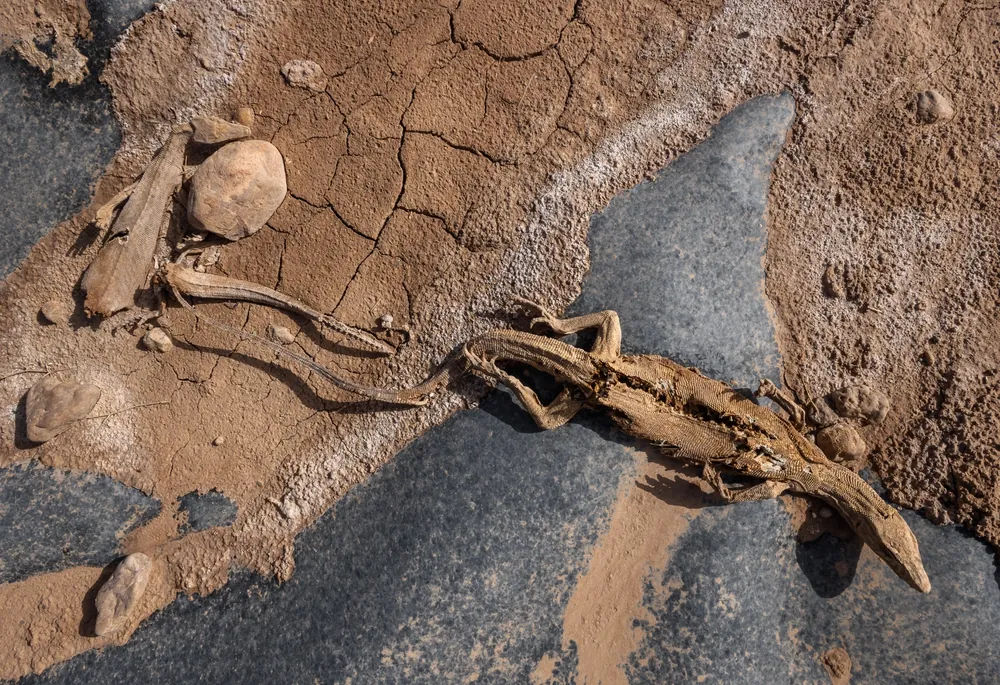 ورل صحراء (Varanus griseus) نافقة في حوض مياه زراعي، المغرب