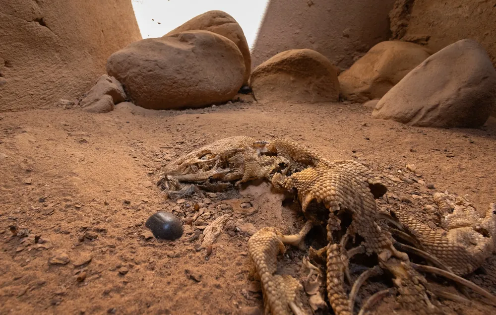 ورل صحراء (Varanus griseus) نافق في غرفة تفتيش أنبوب قرب مدينة، المغرب