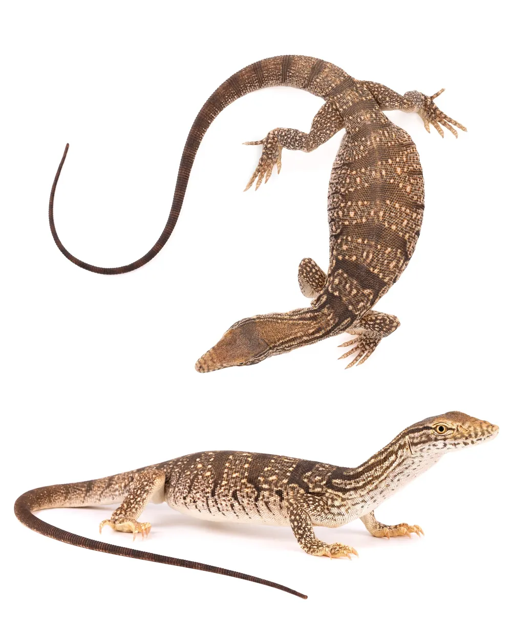Varan du désert (Varanus griseus), vues dorsale et latérale, Msied, Maroc