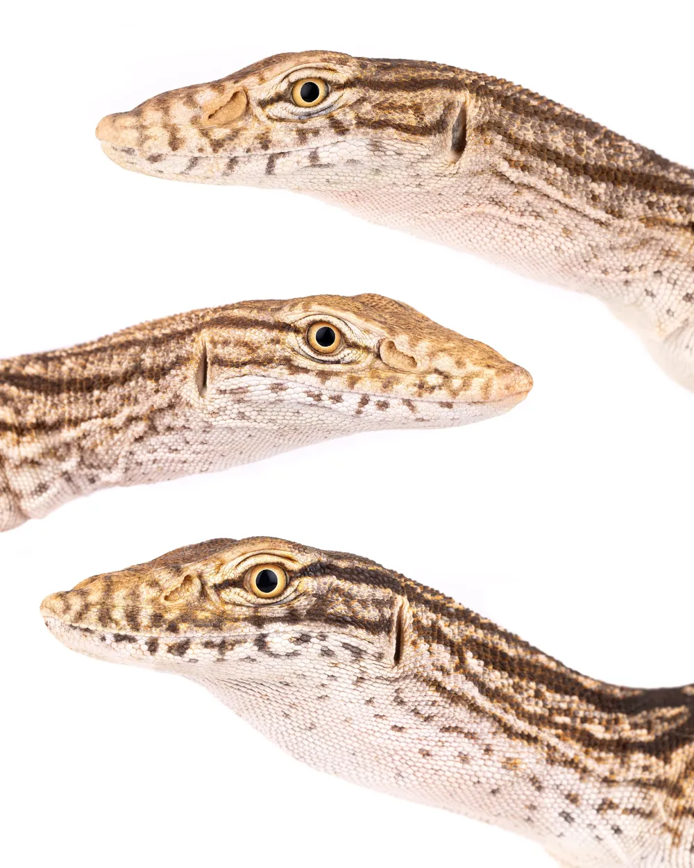 Portraits de Varans du désert (Varanus griseus) montrant les narines hautes et la variété de coloration, Maroc