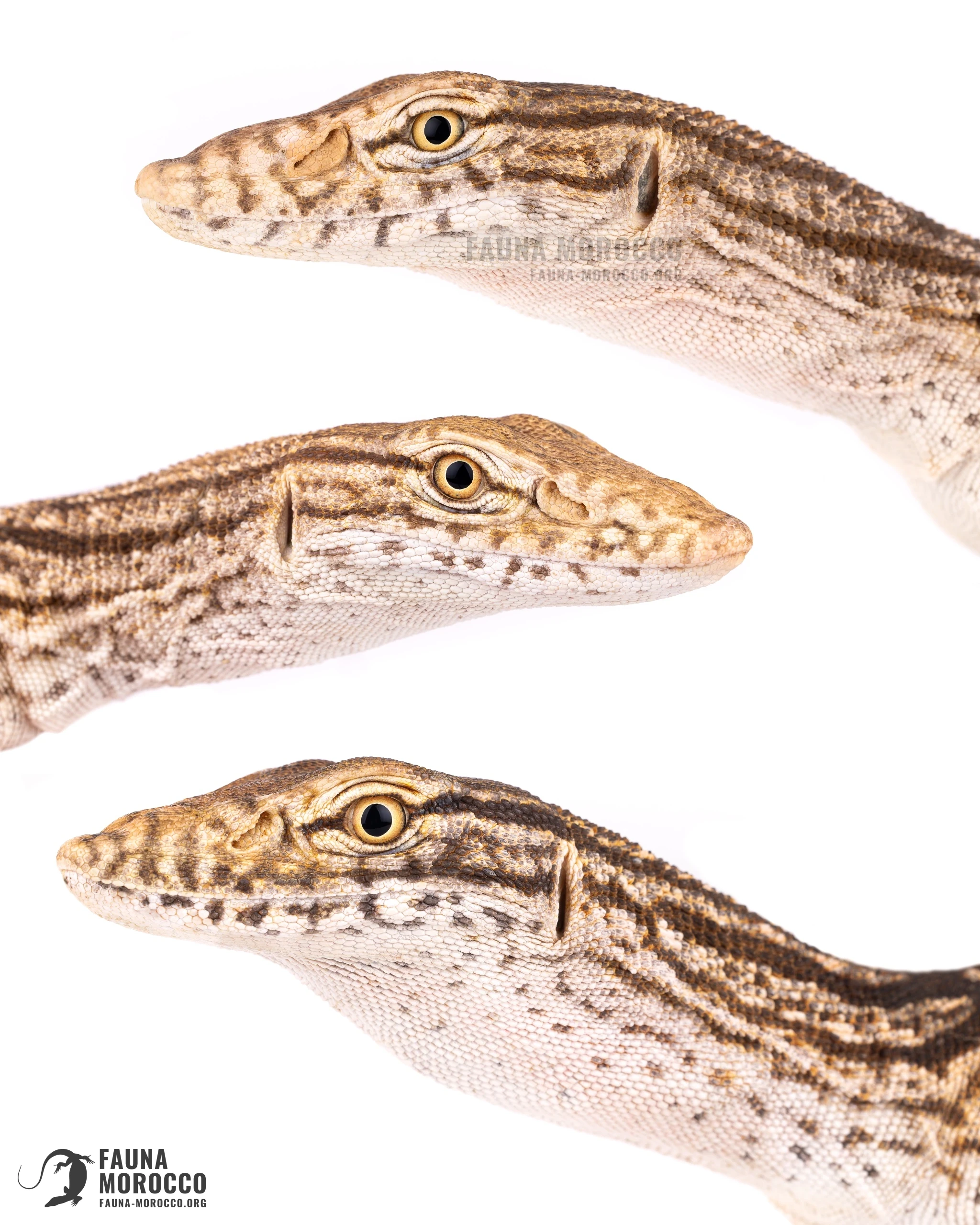 صور مقرّبة لرؤوس ورل الصحراء (Varanus griseus) تُظهر المنخرين المرتفعين وتنوّع التلوين، المغرب