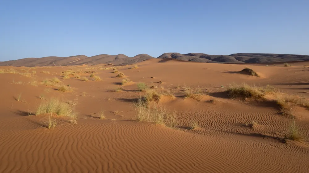 موطن رملي لورل الصحراء (Varanus griseus) قرب مرزوكة، المغرب