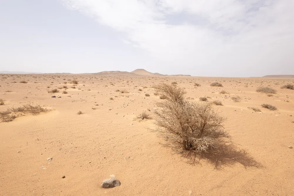 موطن ورل الصحراء (Varanus griseus) قرب مسيد، المغرب