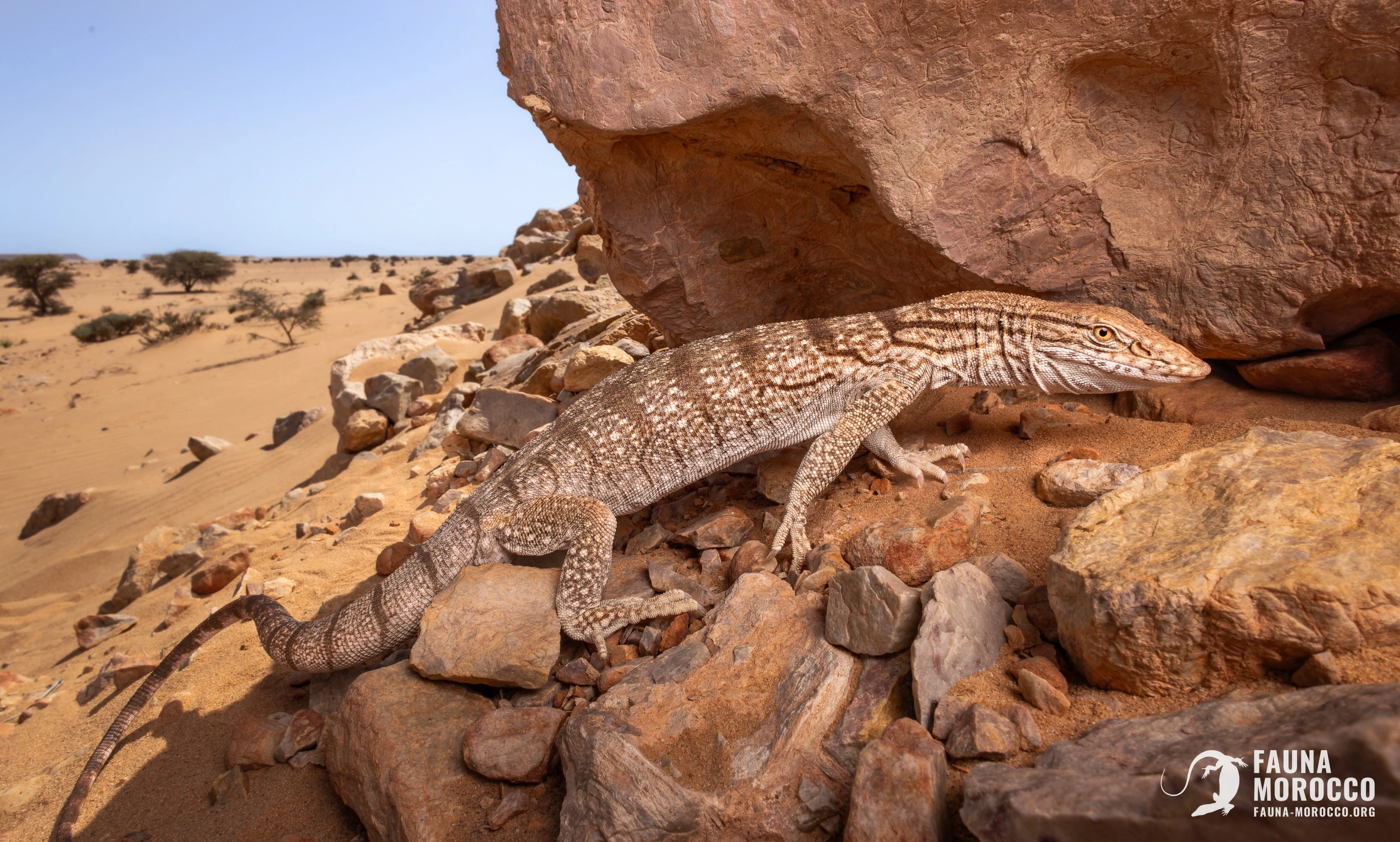 ورل الصحراء (Varanus griseus) في المغرب