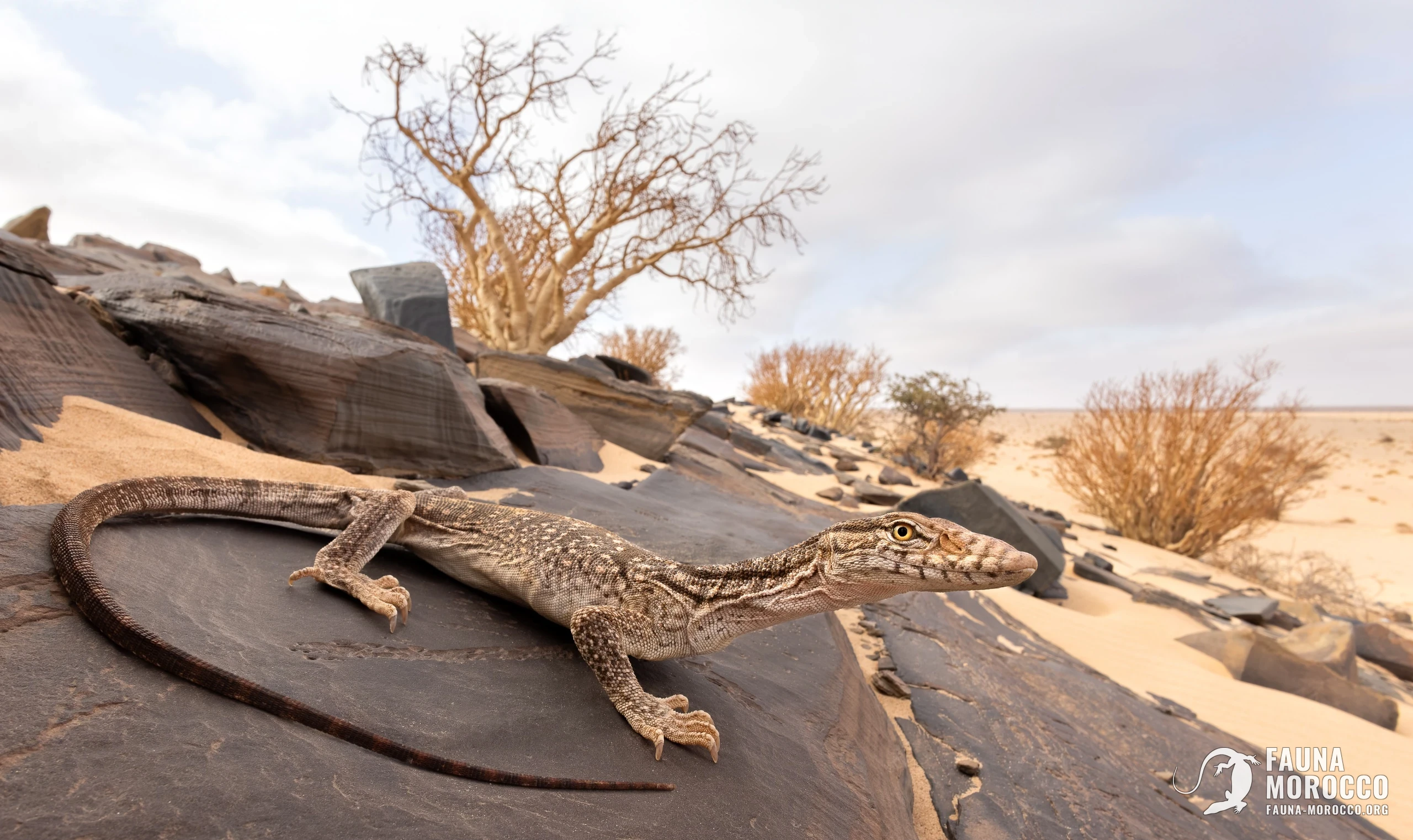 ورل الصحراء (Varanus griseus)، فرد هزيل مُنقَذ في موطنه قرب السمارة، المغرب