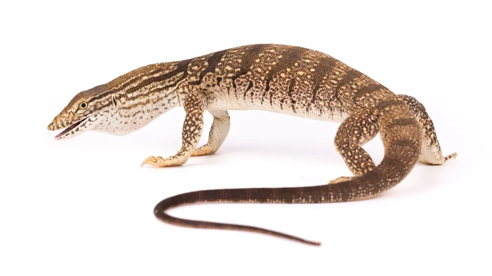 Varan du désert (Varanus griseus) en position défensive, dos bombé et queue repliée, Maroc