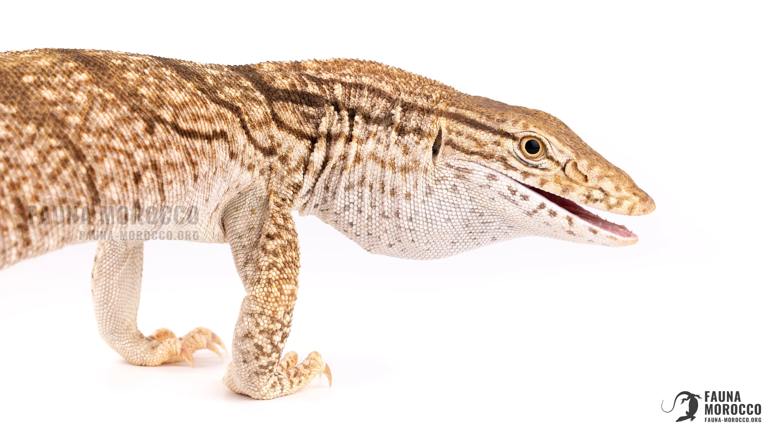 ورل الصحراء (Varanus griseus) في وضعية دفاعية، فاتحاً فمه، المغرب