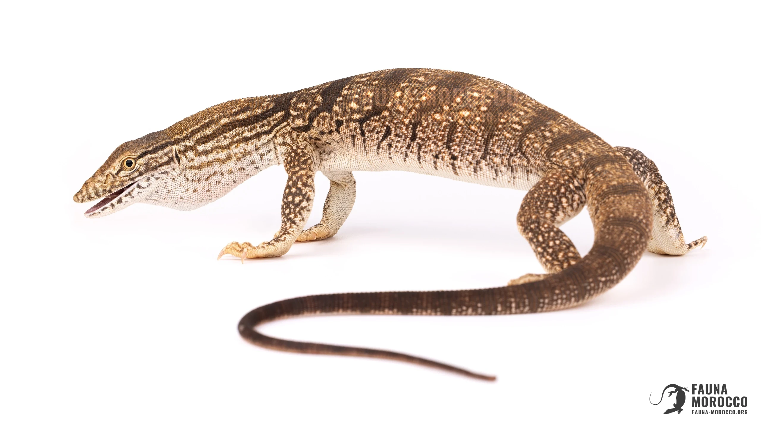 ورل الصحراء (Varanus griseus) في وضعية دفاعية، مقوّس الظهر وملتفّ الذيل، المغرب
