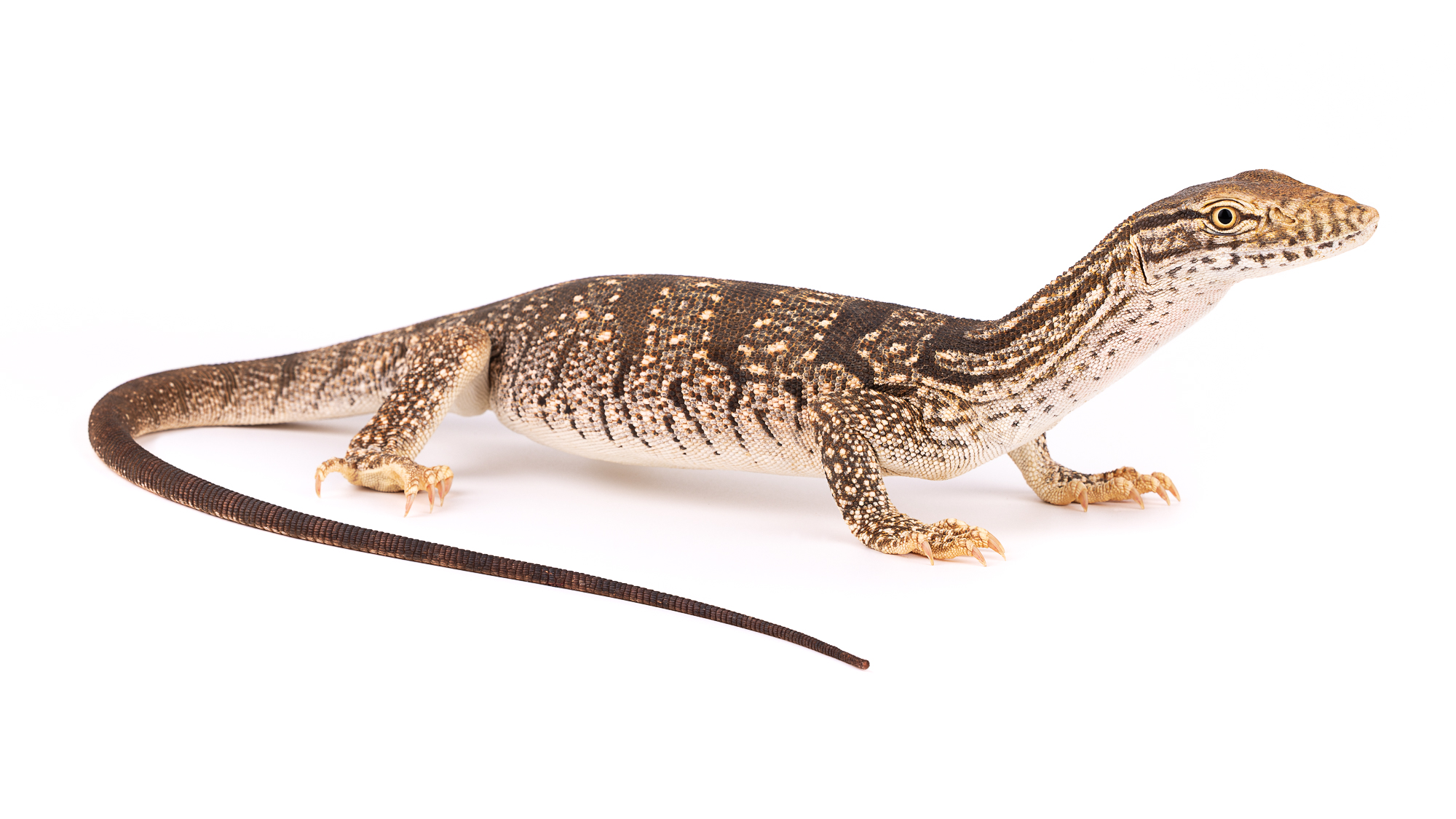 Desert monitor (Varanus griseus) in a relaxed and non-defensive posture