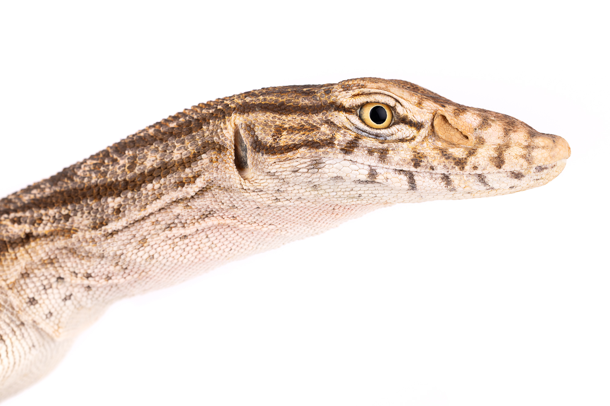 Headshot of a Desert monitor (Varanus griseus); note the nostrils positioned close to the eyes