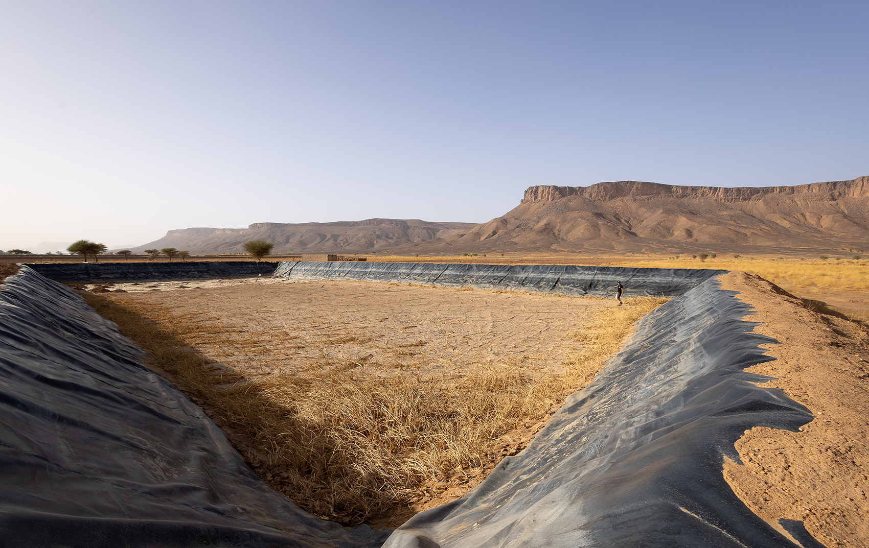 Agricultural water basins, deadly traps for Monitor lizards