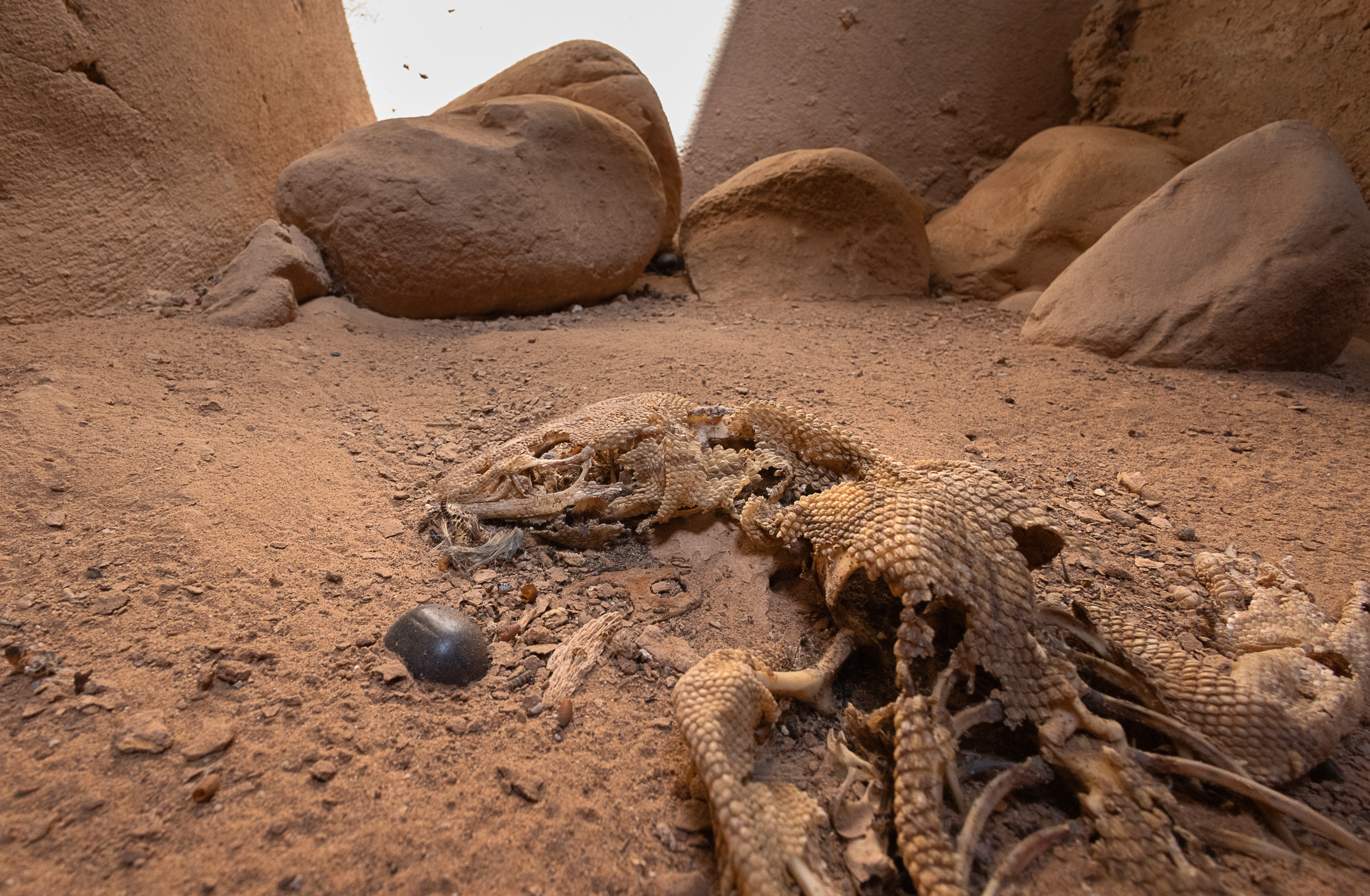 Dead Monitor lizard in a pipeline inspection shaft