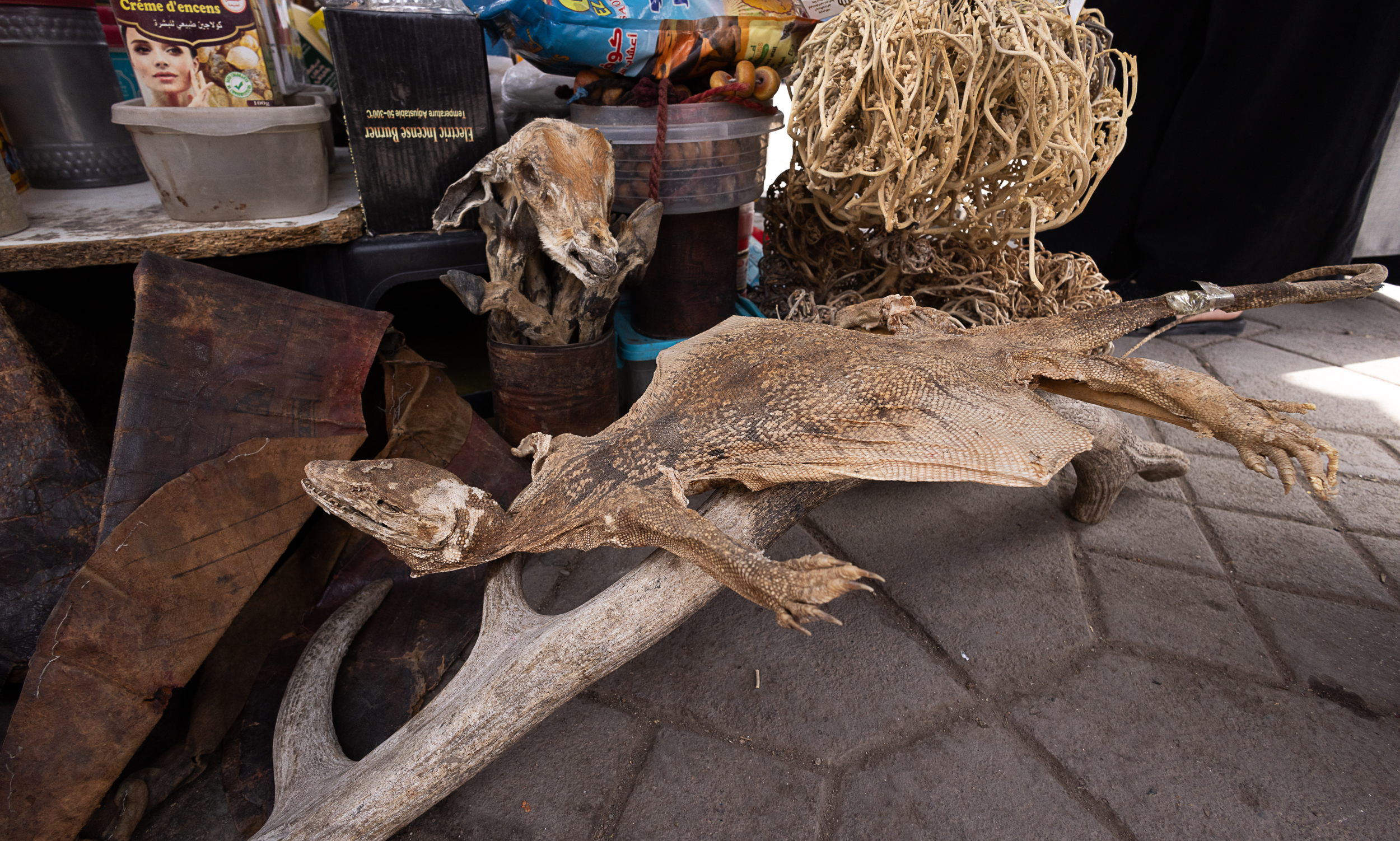 Dried Monitor lizard for sale in Jemaa el-Fna Square