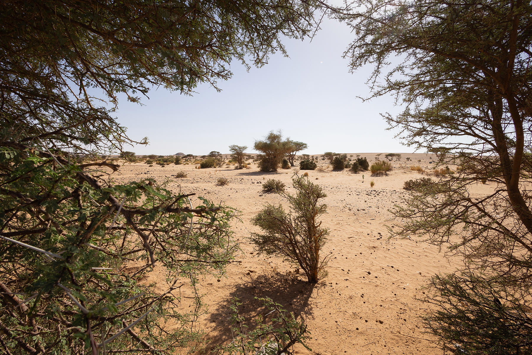 Desert monitor habitat around Assa, sandy terrain with scattered acacias
