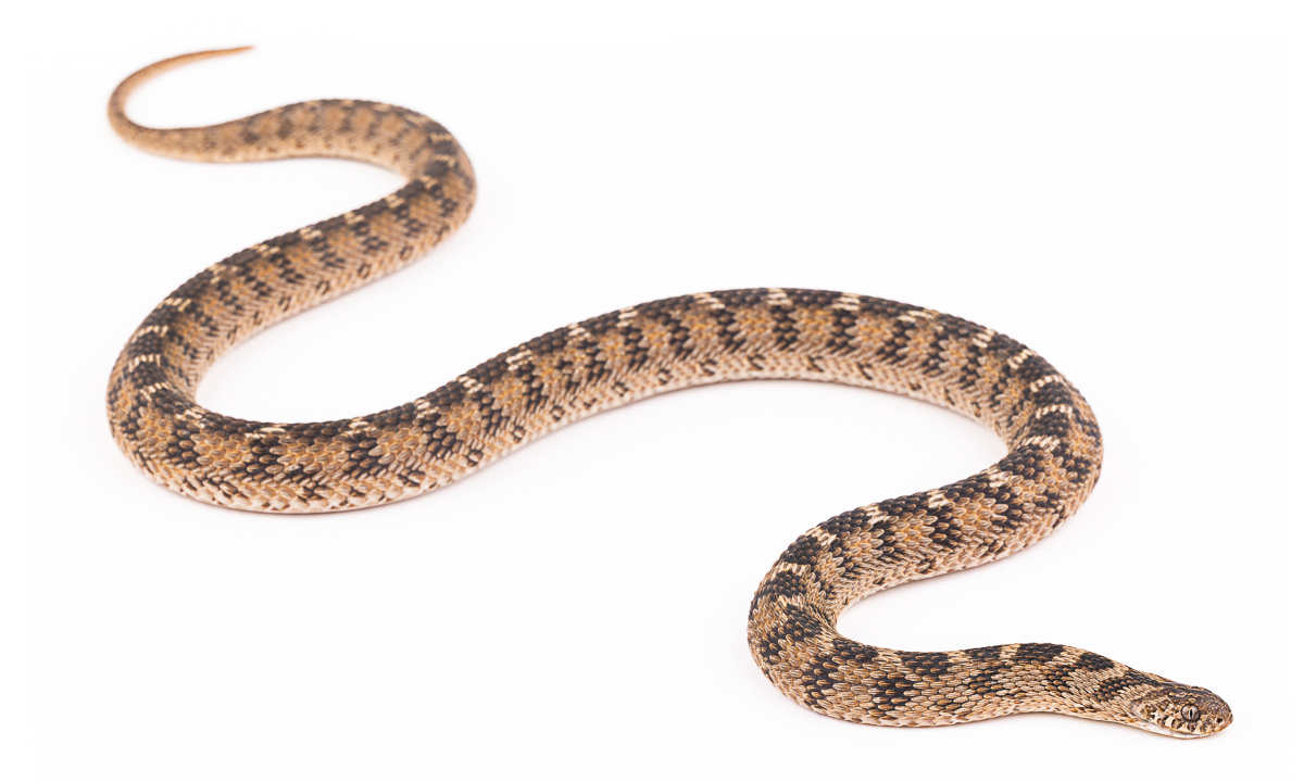 Couleuvre mangeuse d'œufs (Dasypeltis), Morocco