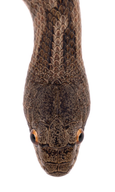 Coronelle, tête, Maroc