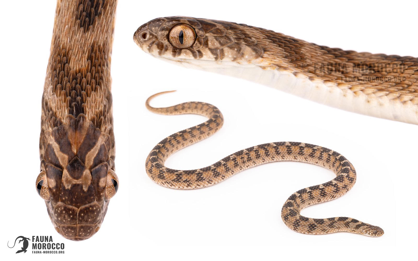 Dasypeltis, identification, Maroc