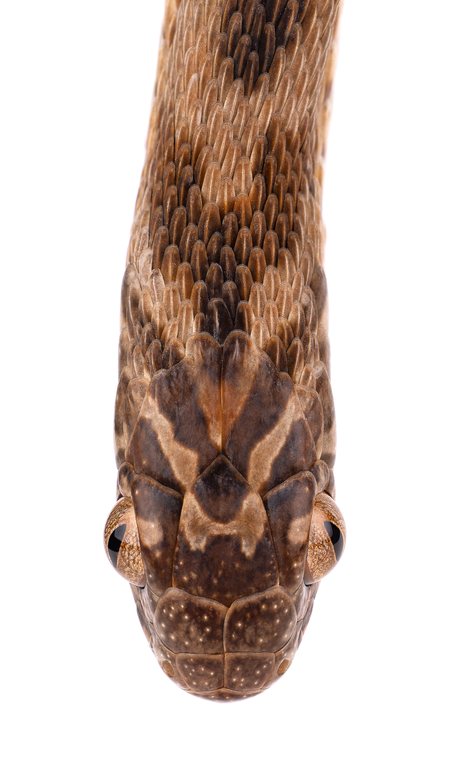 Couleuvre mangeuse d'œufs, tête, Maroc