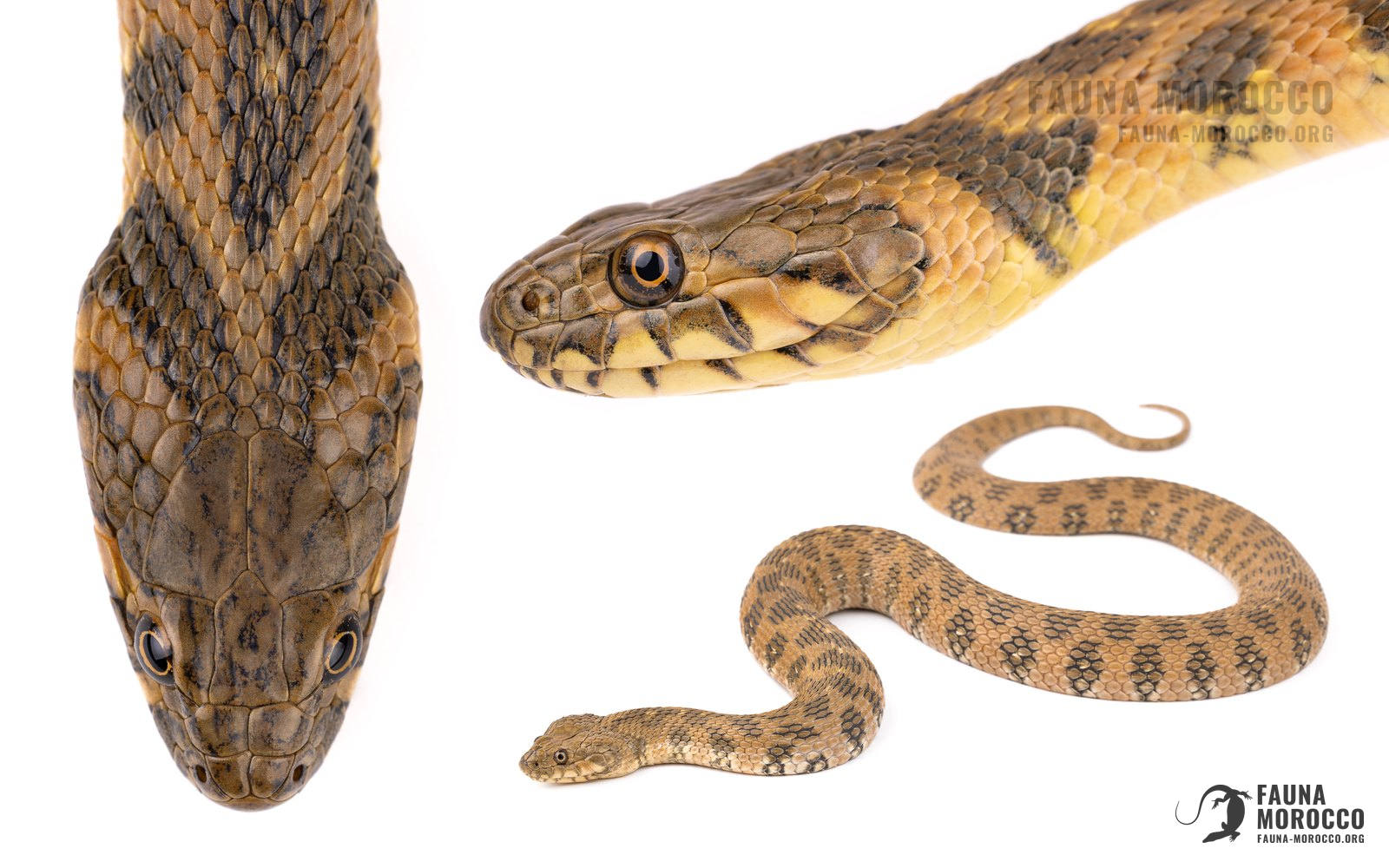Natrix, identification, Maroc