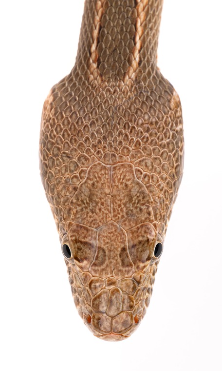 Couleuvres à diadème, tête, Maroc