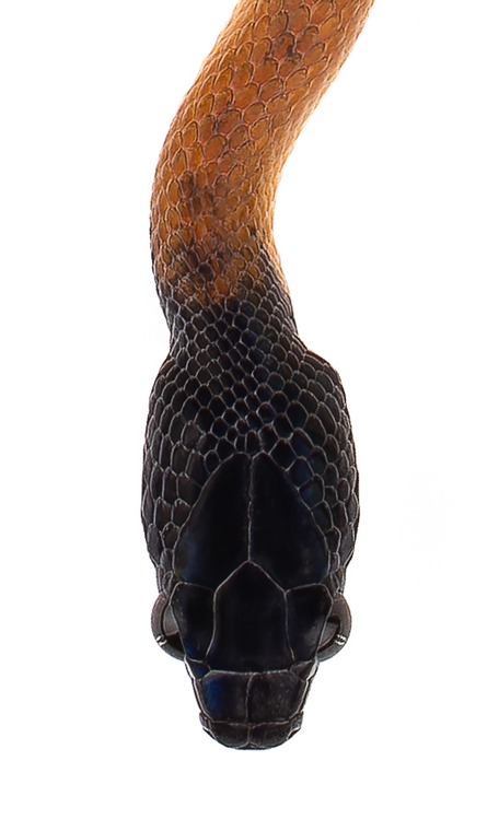 Couleuvre-chat, tête, Maroc